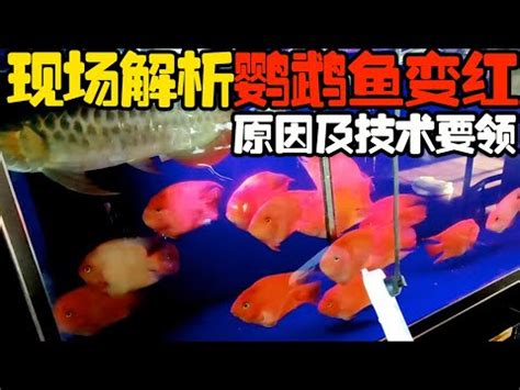 血鸚鵡 變白|血鸚鵡魚飼養及常見疾病